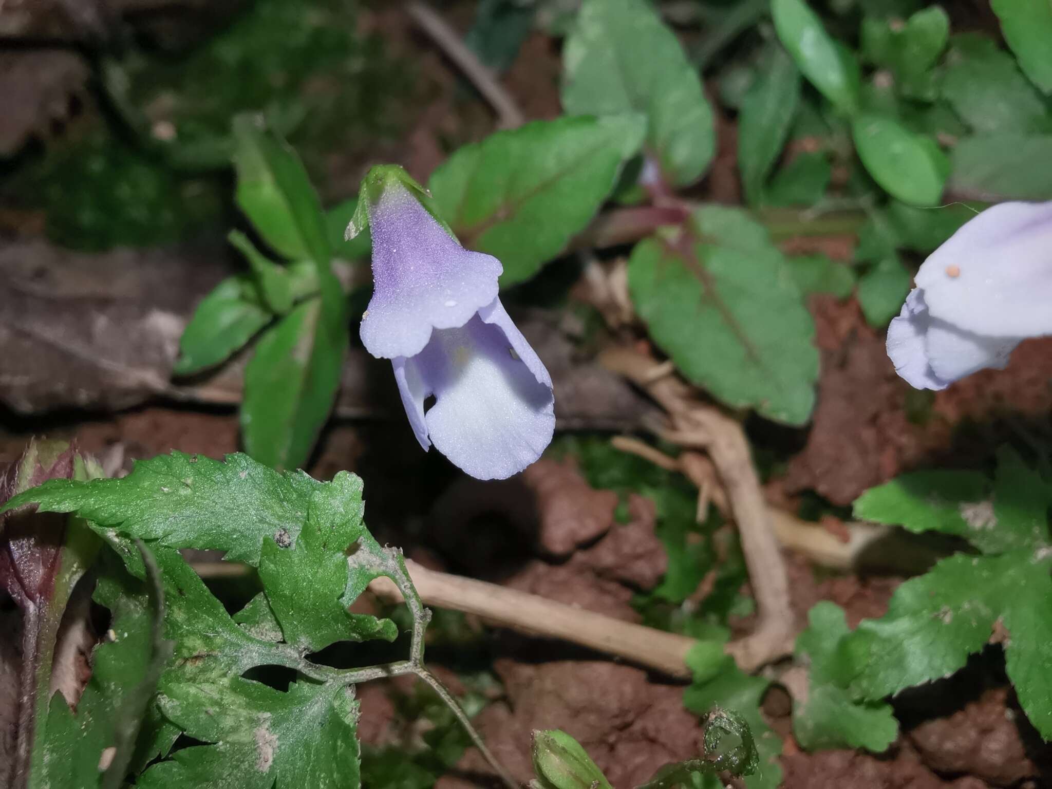 Image of <i>Torenia anagallis</i>