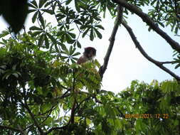 Image of Piliocolobus parmentieri (Colyn & Verheyen 1987)