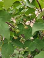 Image of Euonymus oxyphyllus Miq.