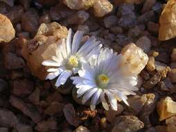 Image of Lithops marmorata (N. E. Br.) N. E. Br.