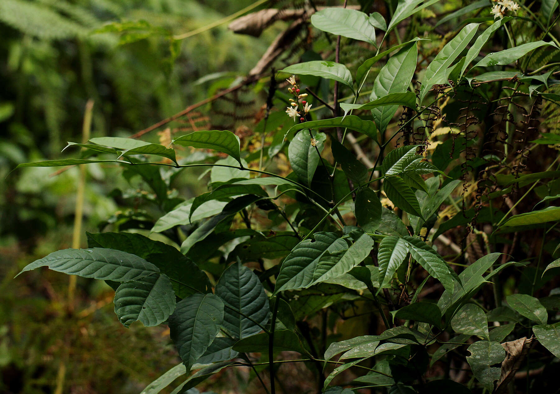 Image of Quassia africana (Baill.) Baill.