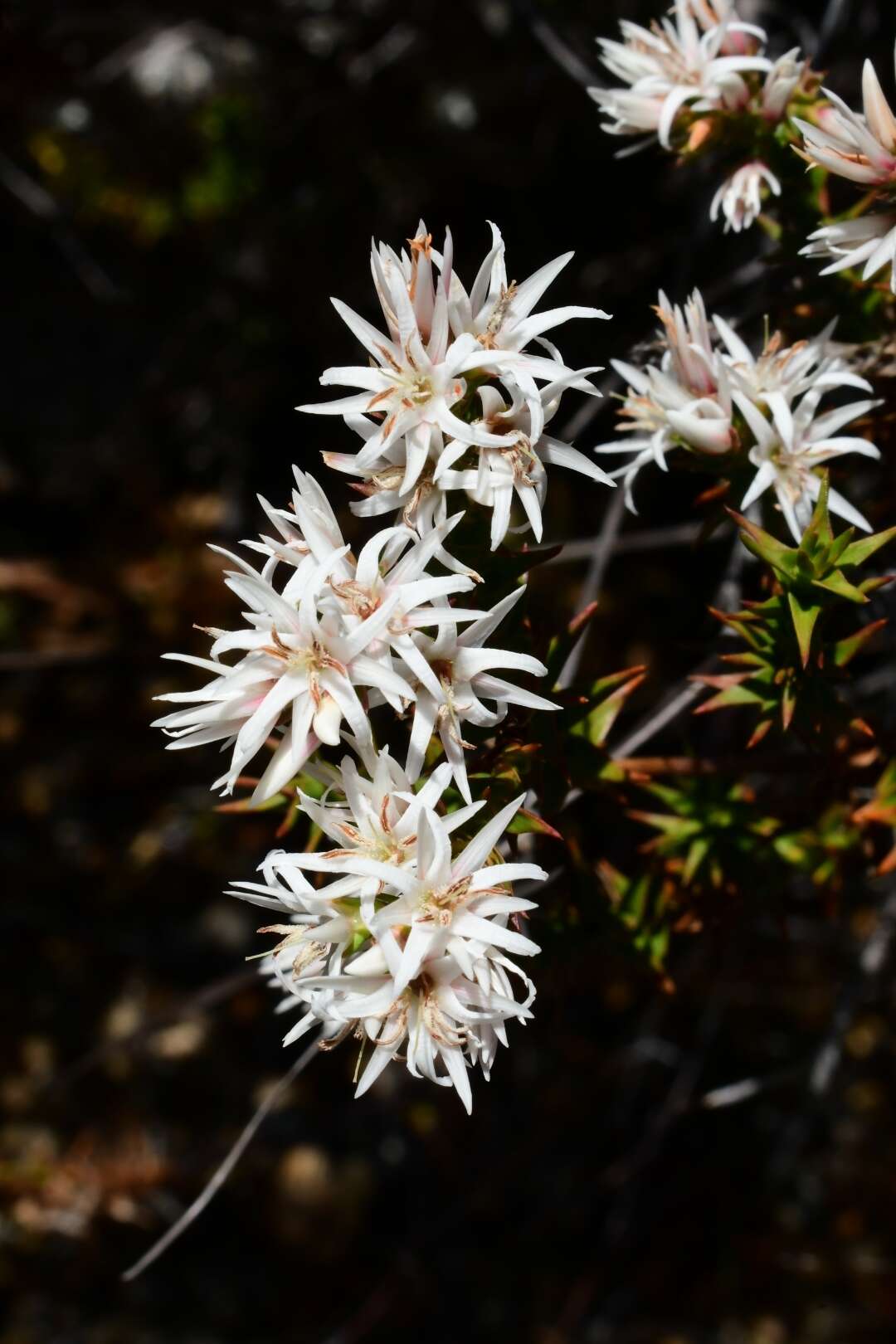 Image of Sprengelia incarnata Sm.