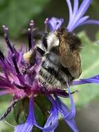 Image of <i>Bombus pascuorum mniorum</i> Fabricius 1776