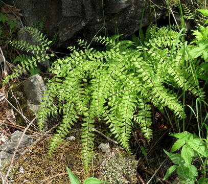 Image of Green Mountain maidenhair