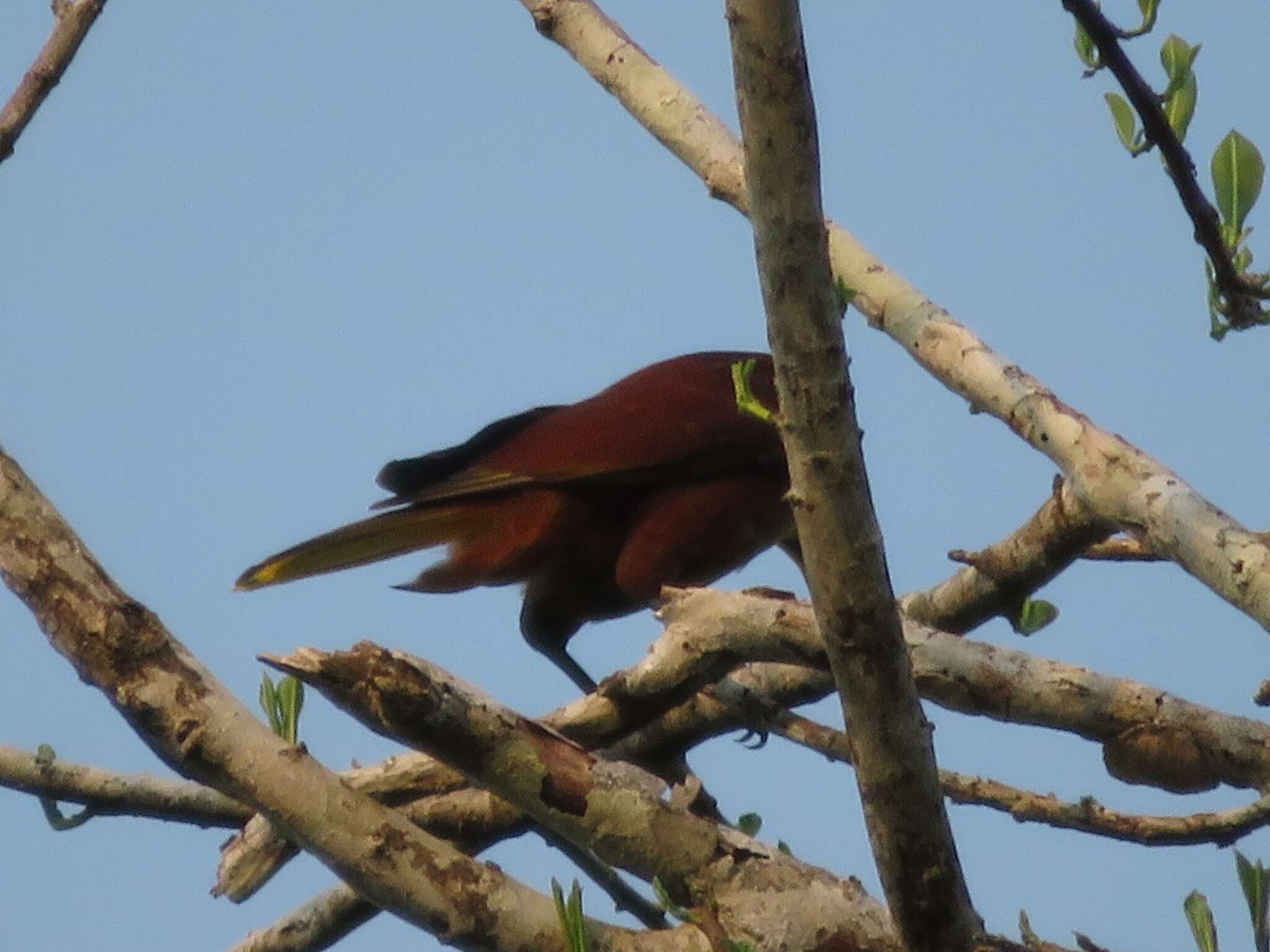 Image of Casqued Oropendola