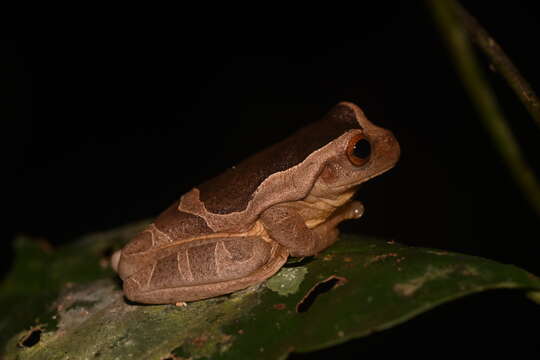 Imagem de Trachycephalus coriaceus (Peters 1867)