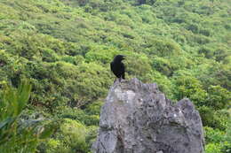 Imagem de Corvus macrorhynchos connectens Stresemann 1916