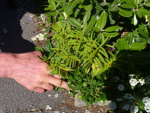 Image of Veronica strictissima (Kirk) Garn.-Jones