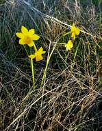 Image de Narcissus jonquilla L.