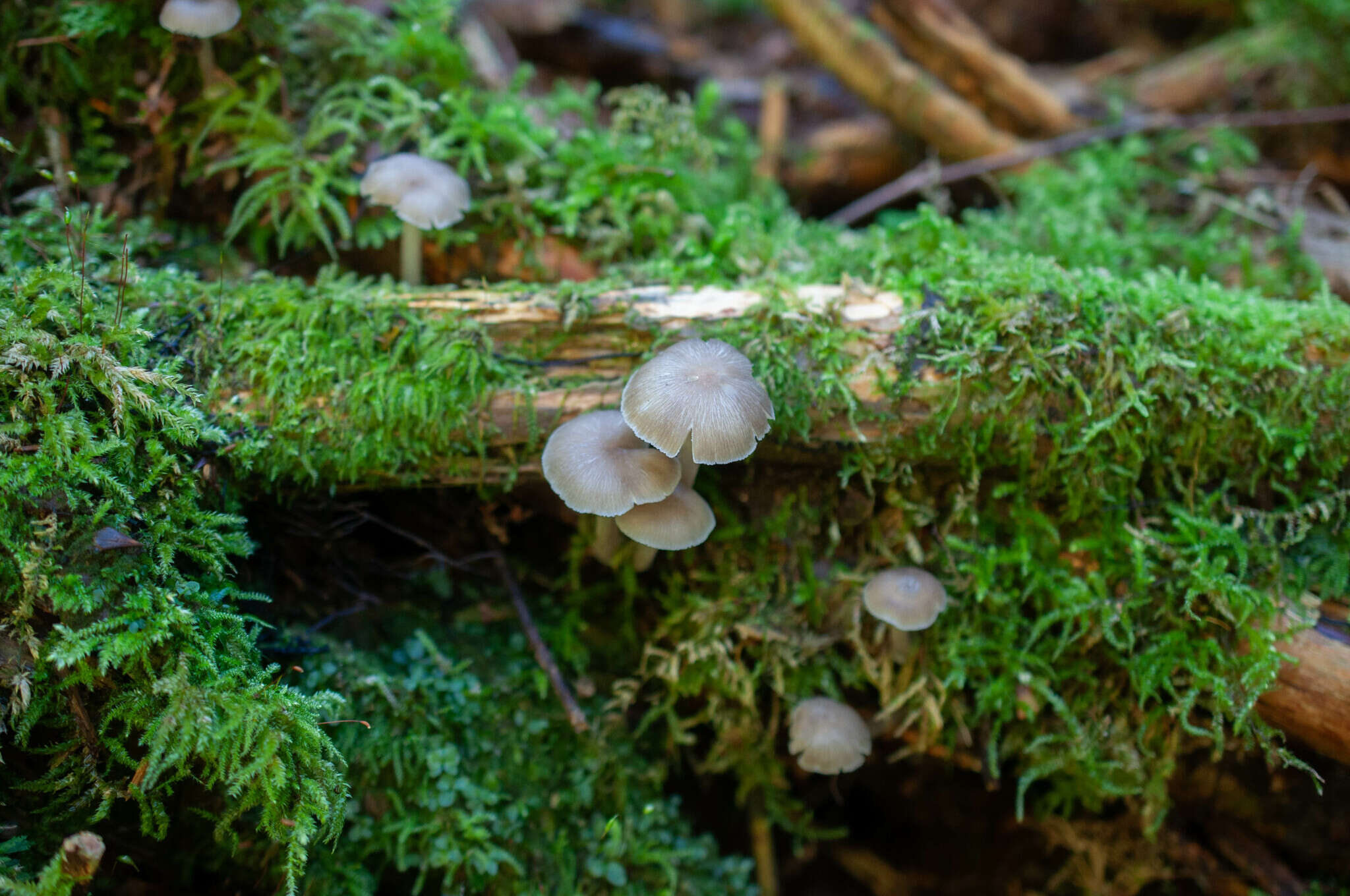 Image of Clitocybula lacerata (Scop.) Métrod 1952