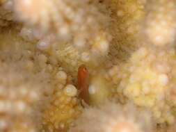 Image of Red-spotted coral goby