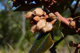 Imagem de Lyonia heptamera Urb.