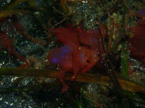 Image of Myriogramme