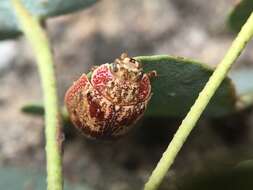 صورة <i>Paropsis charybdis</i>