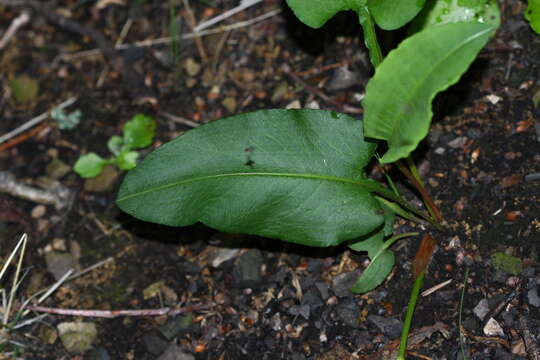 Bistorta officinalis subsp. pacifica (Petrov ex Kom.) Yonek. resmi