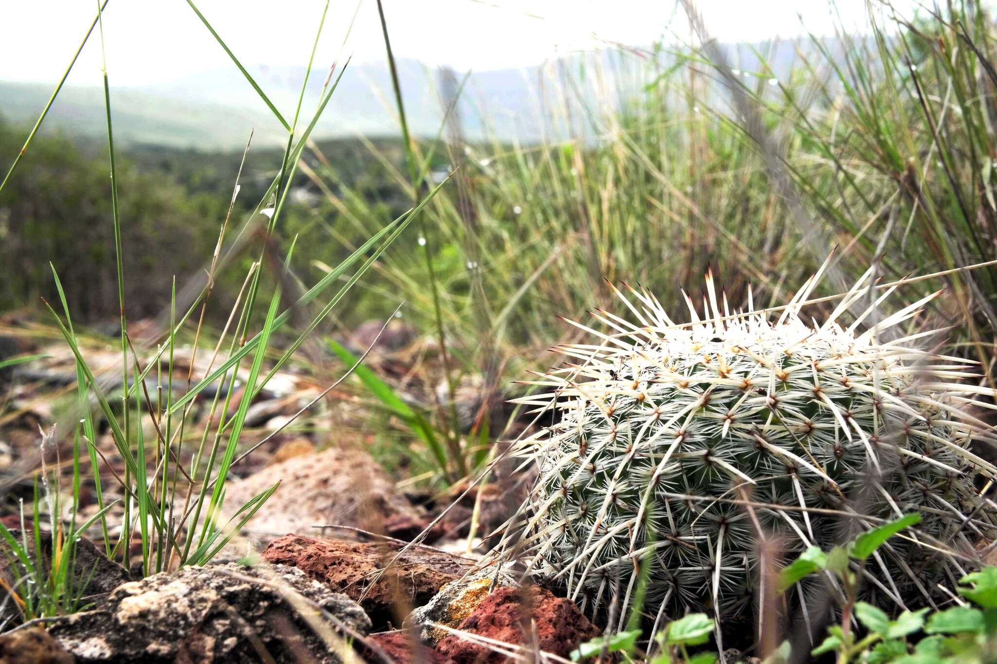 Image of Owl's eye cactus