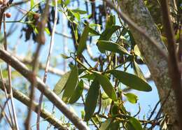 Image of fourpart mistletoe