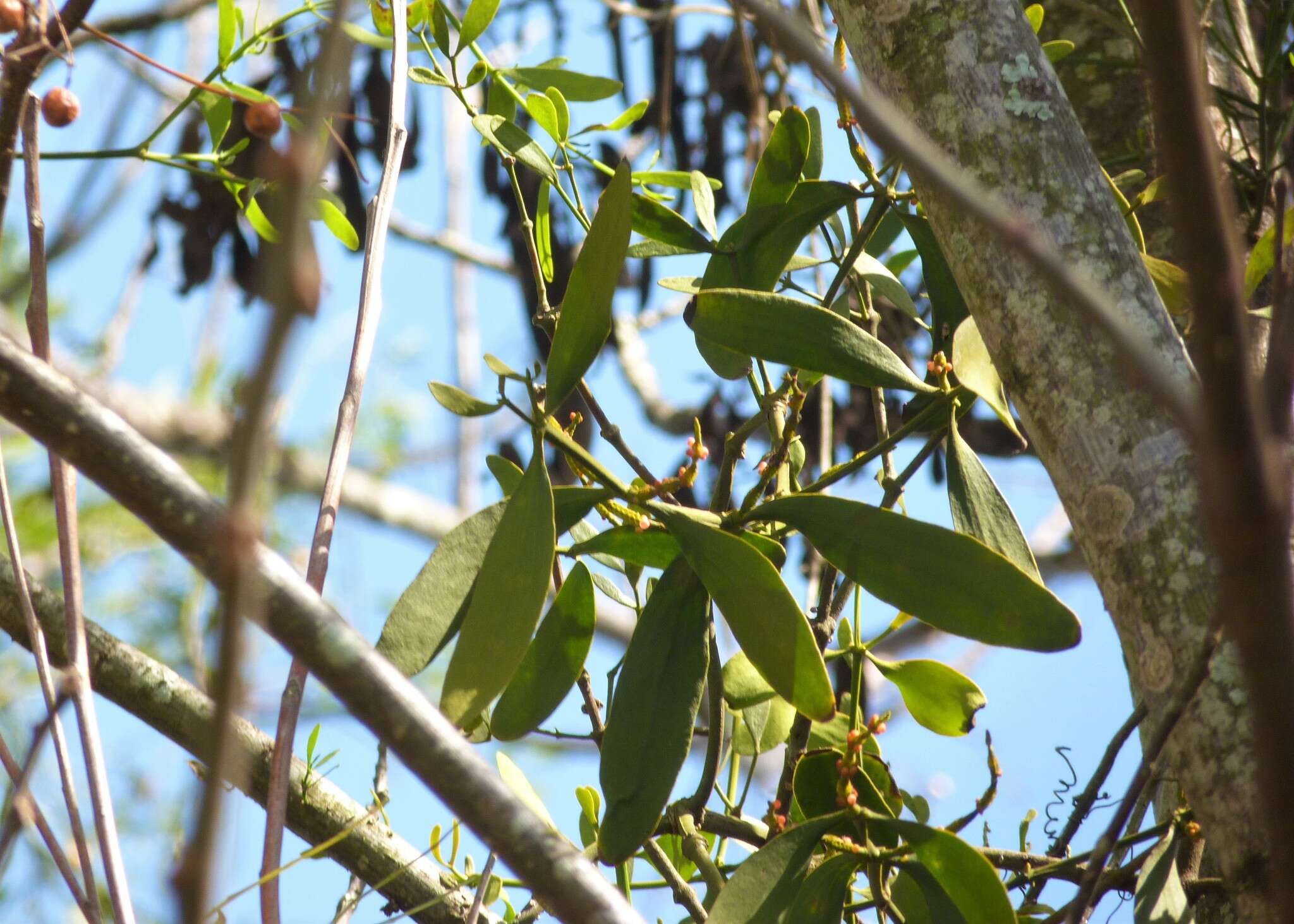 Image of fourpart mistletoe