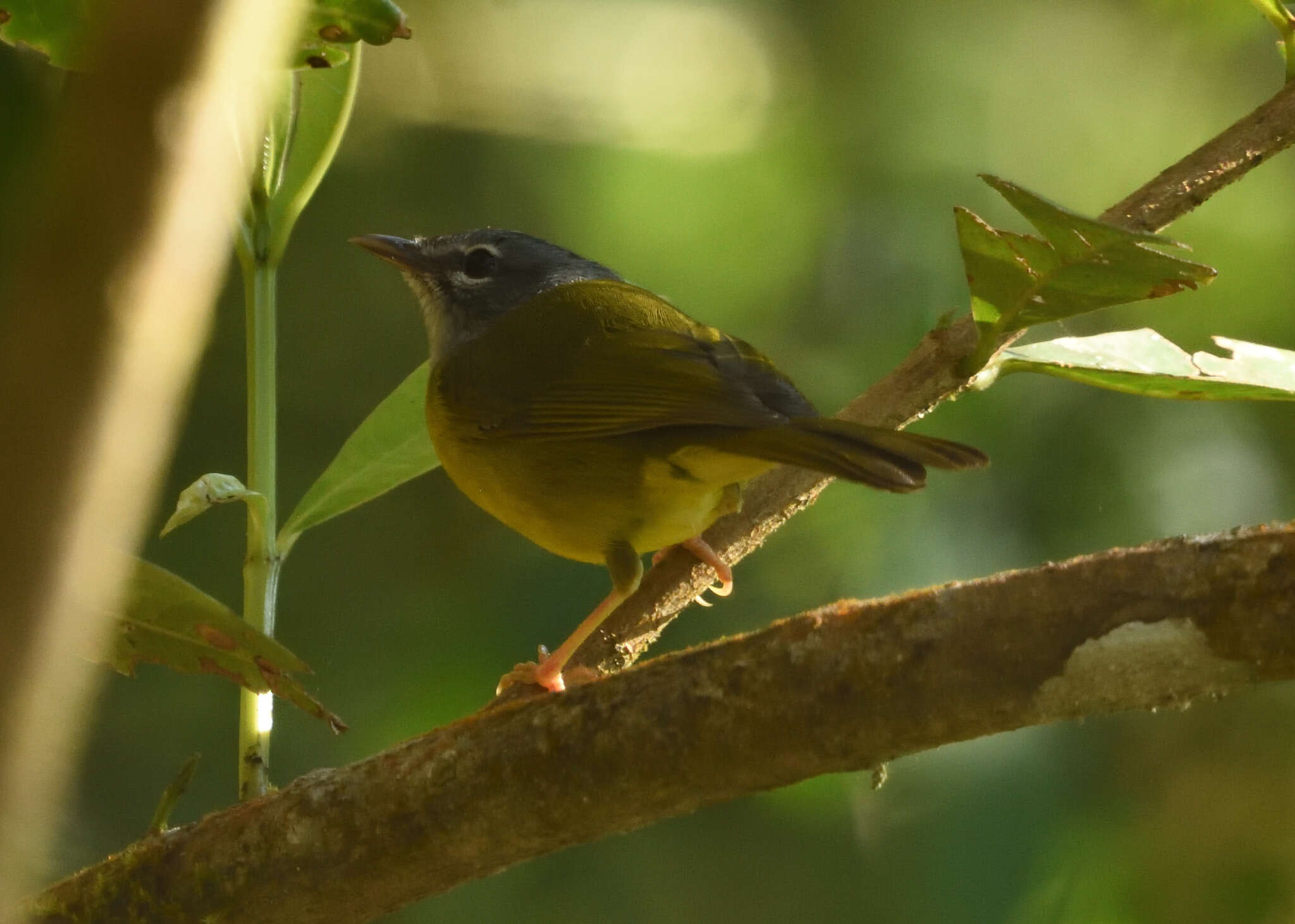 Image of White-lored Warbler