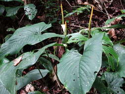 Anthurium ochranthum K. Koch resmi