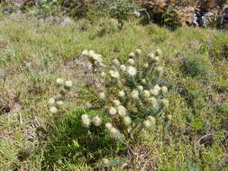 Phylica pubescens var. pubescens resmi