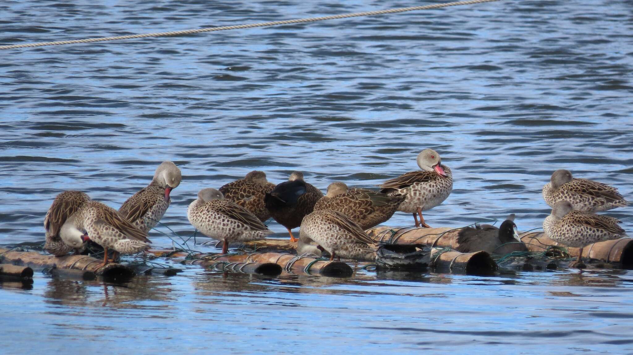 Image of Cape Teal