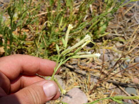 صورة Nicotiana noctiflora Hook.