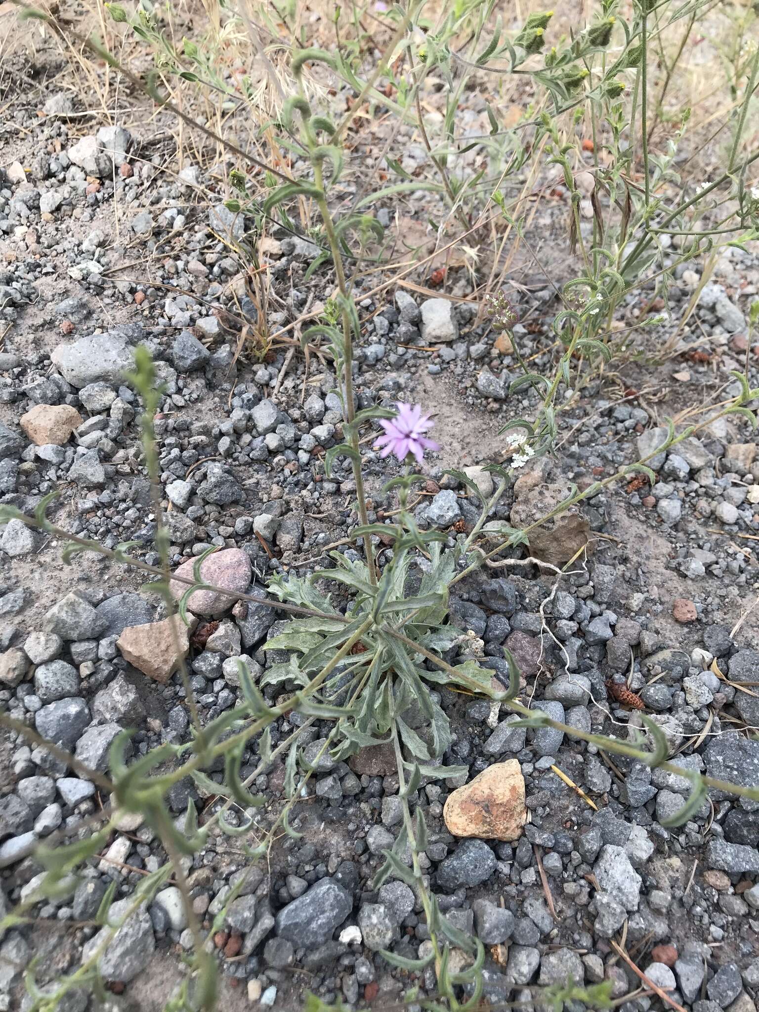 Plancia ëd Lessingia nemaclada Greene