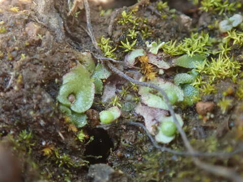 Image of Mannia gracilis (F. Weber) D. B. Schill & D. G. Long