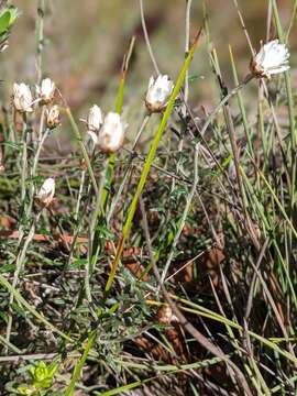 Image of Argentipallium obtusifolium (Sond.) P. G. Wilson