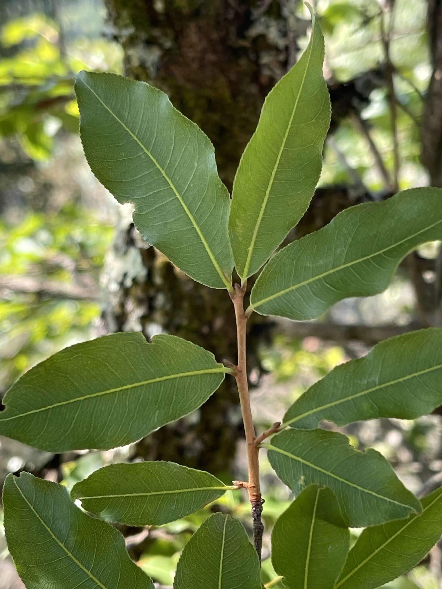 Image of Ochna maguirei