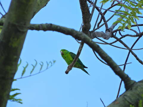 Image of Blue-winged Parrotlet