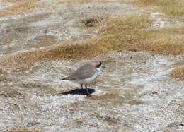 Image of Puna Plover