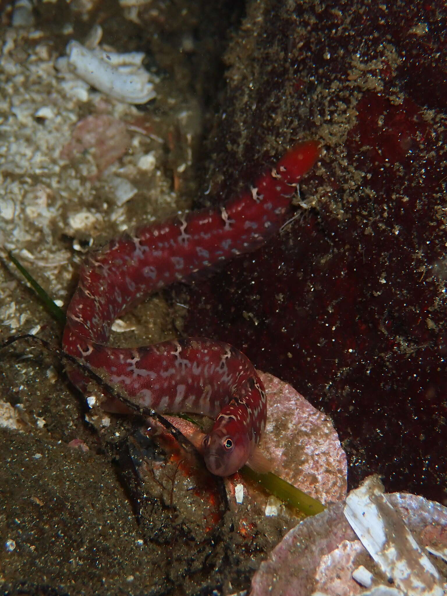 Image de sigouine à longue nageoire