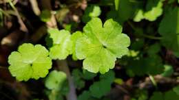 Hydrocotyle americana var. heteromeria (A. Rich.) Kirk resmi