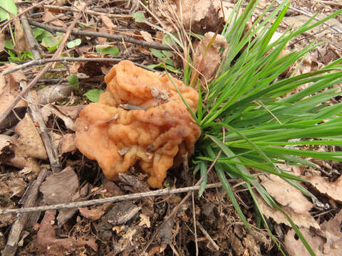 Plancia ëd Gyromitra gigas (Krombh.) Cooke 1878