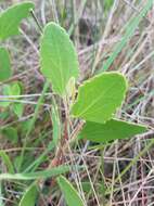 Image of semaphore thoroughwort