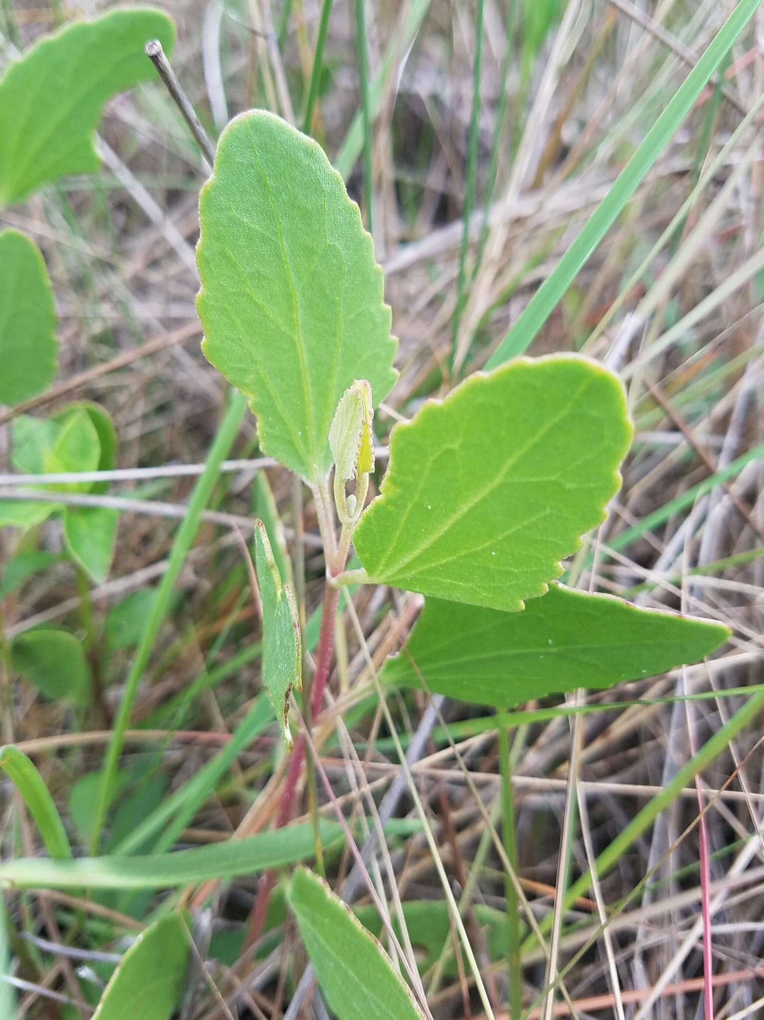 Image of semaphore thoroughwort