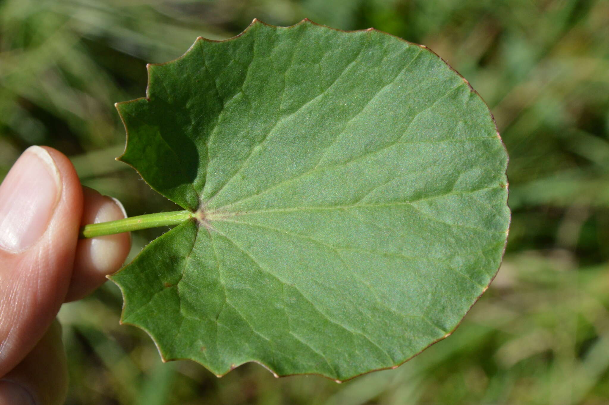 Image of Stiff Spadeleaf