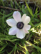 Imagem de Anemone coronaria L.