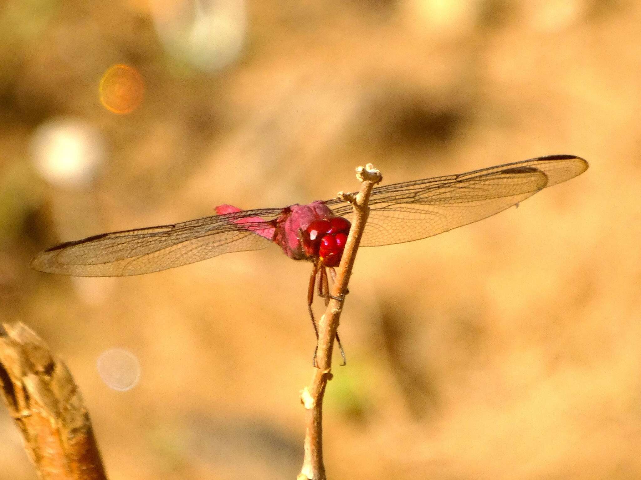 Image of Carmine Skimmer