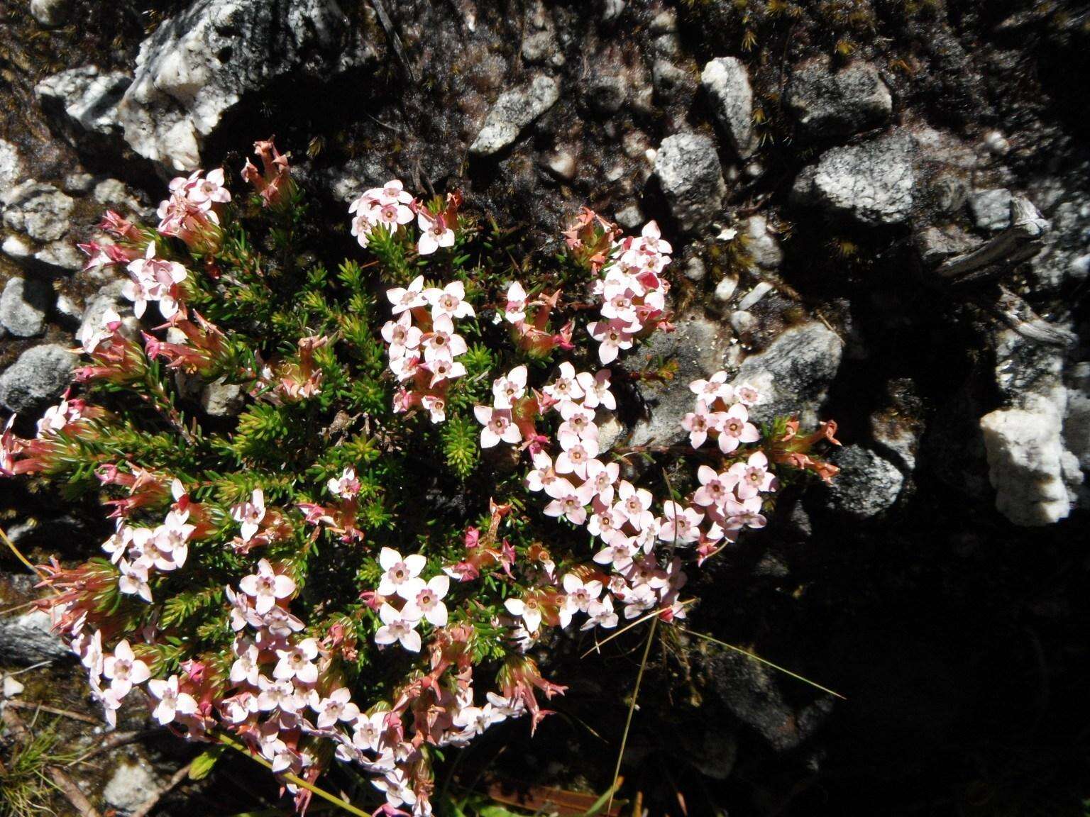 Image of Erica fastigiata var. fastigiata