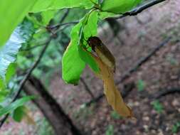 Image of Coenomyia