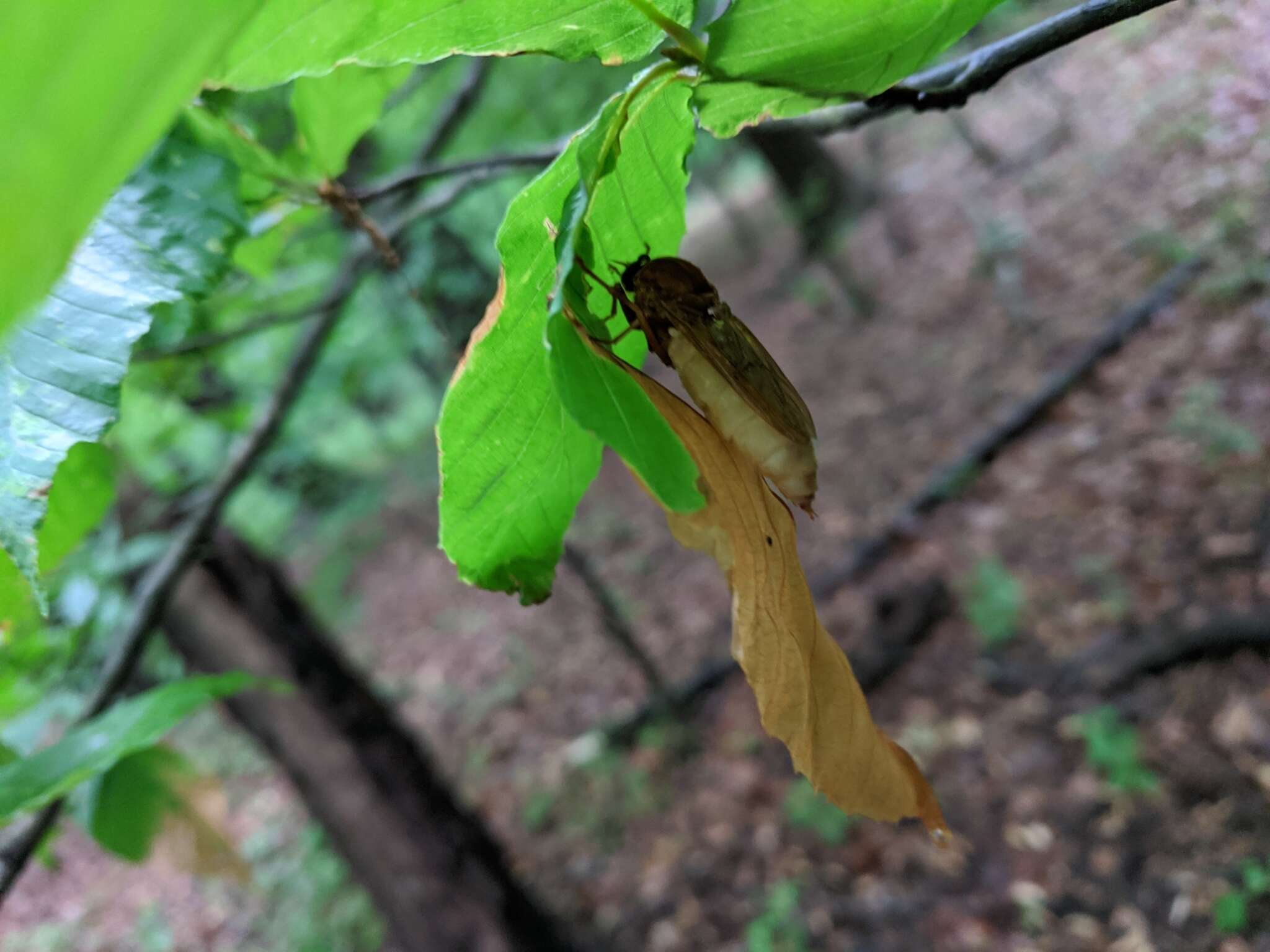 Image of Coenomyia