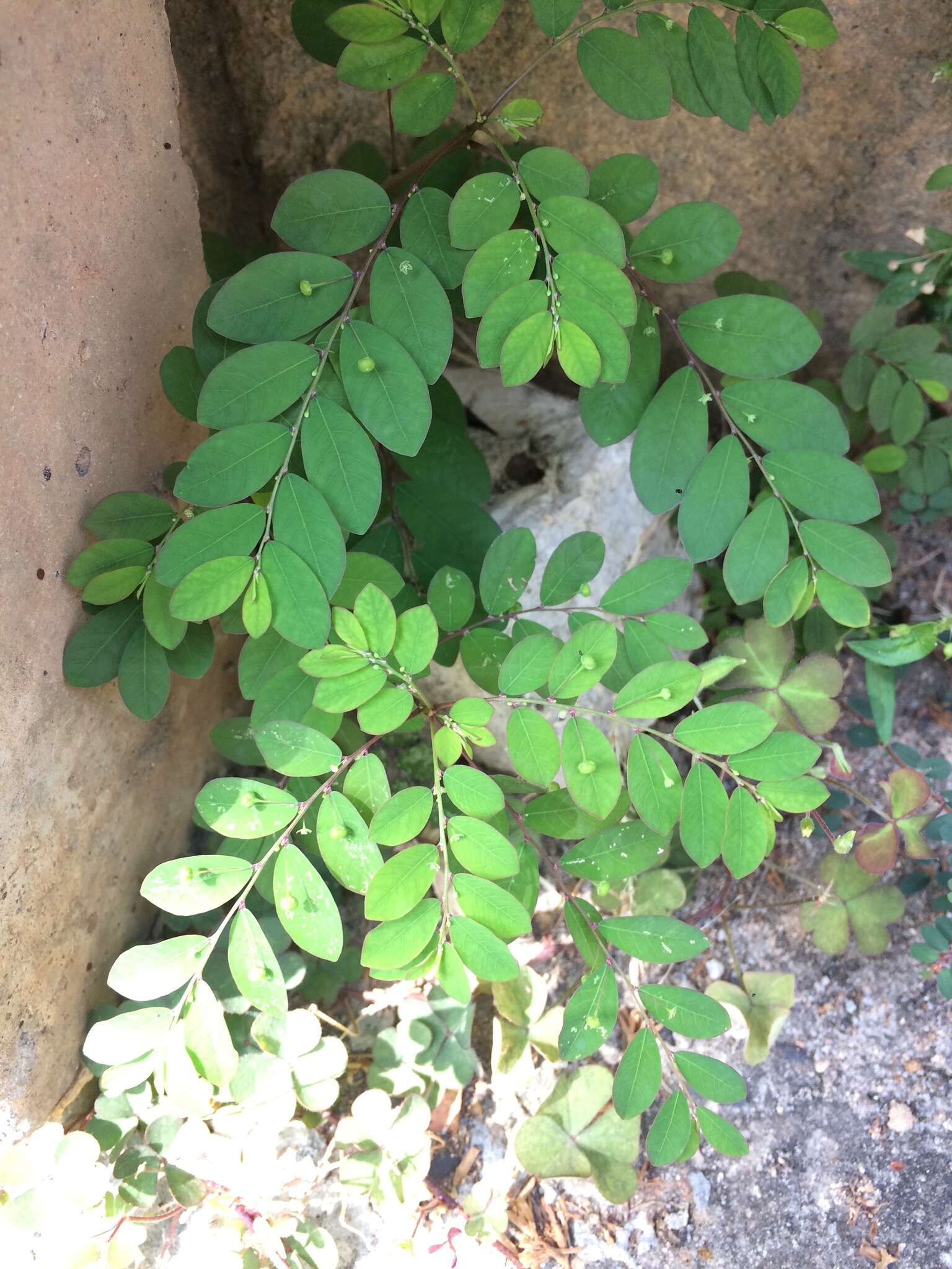 Image de Phyllanthus tenellus Roxb.