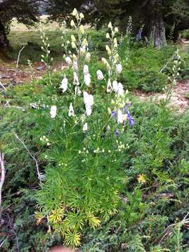 Image of Aconitum napellus subsp. corsicum (Gayer) W. Seitz