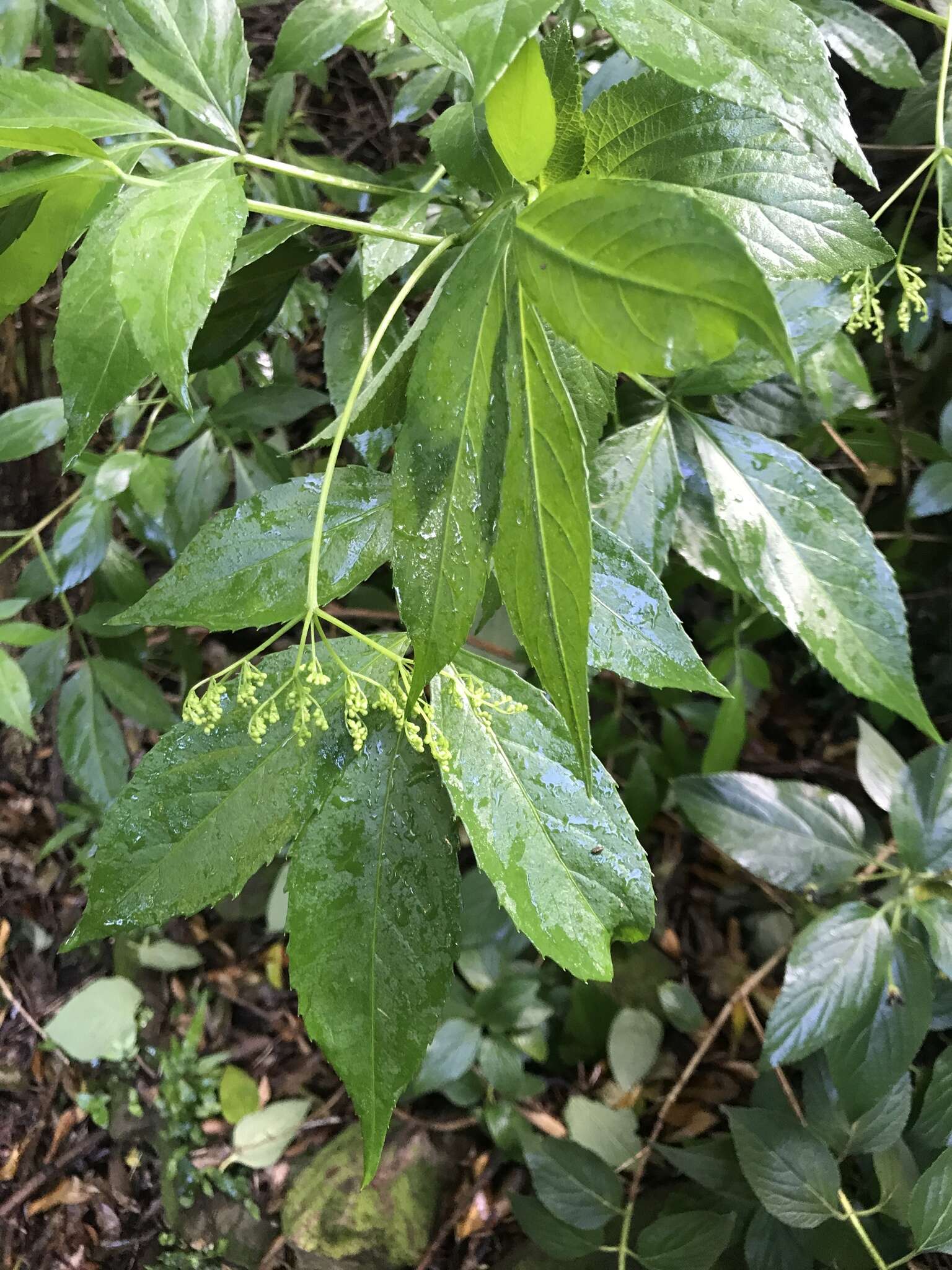 Sivun Sambucus australasica (Lindley) Fritsch kuva