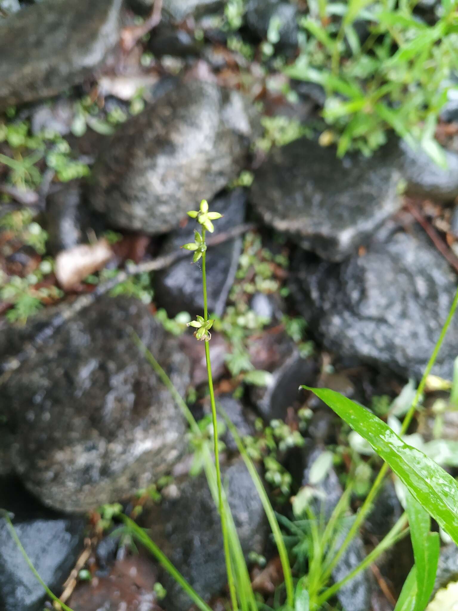 Image of Ryegrass sedge