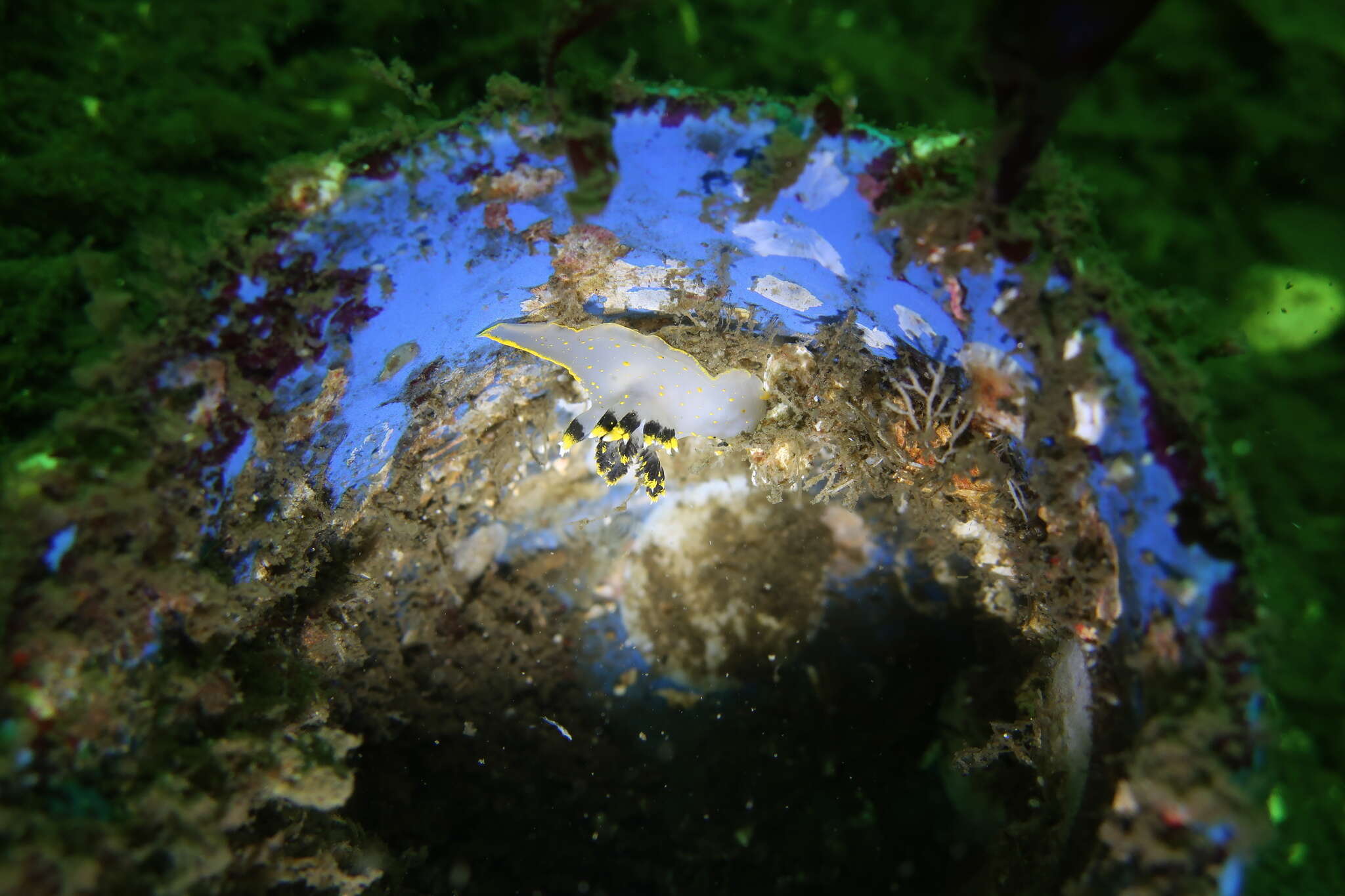 Image of Polycera tricolor Robilliard 1971