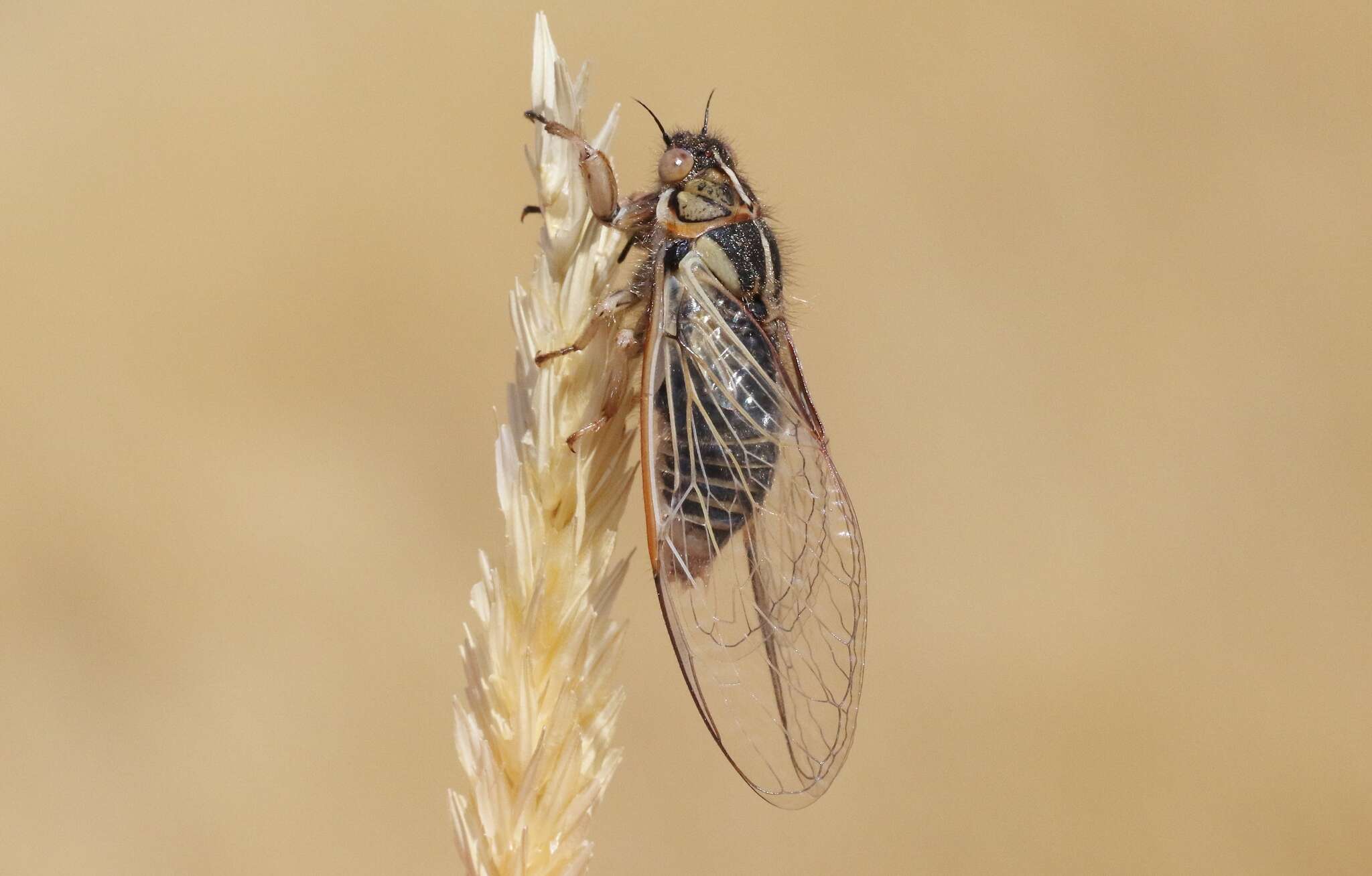 Image of tussock cicada